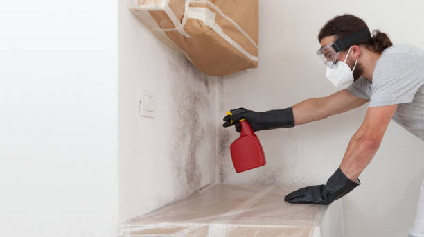Professional Mold Removal technician working in Little Elm, TX