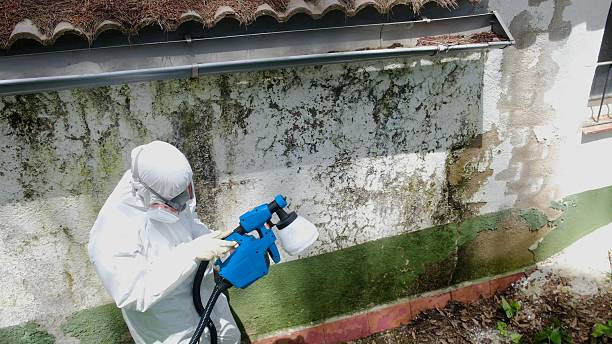 Top rated local Mold Removal specialists in Little Elm, TX